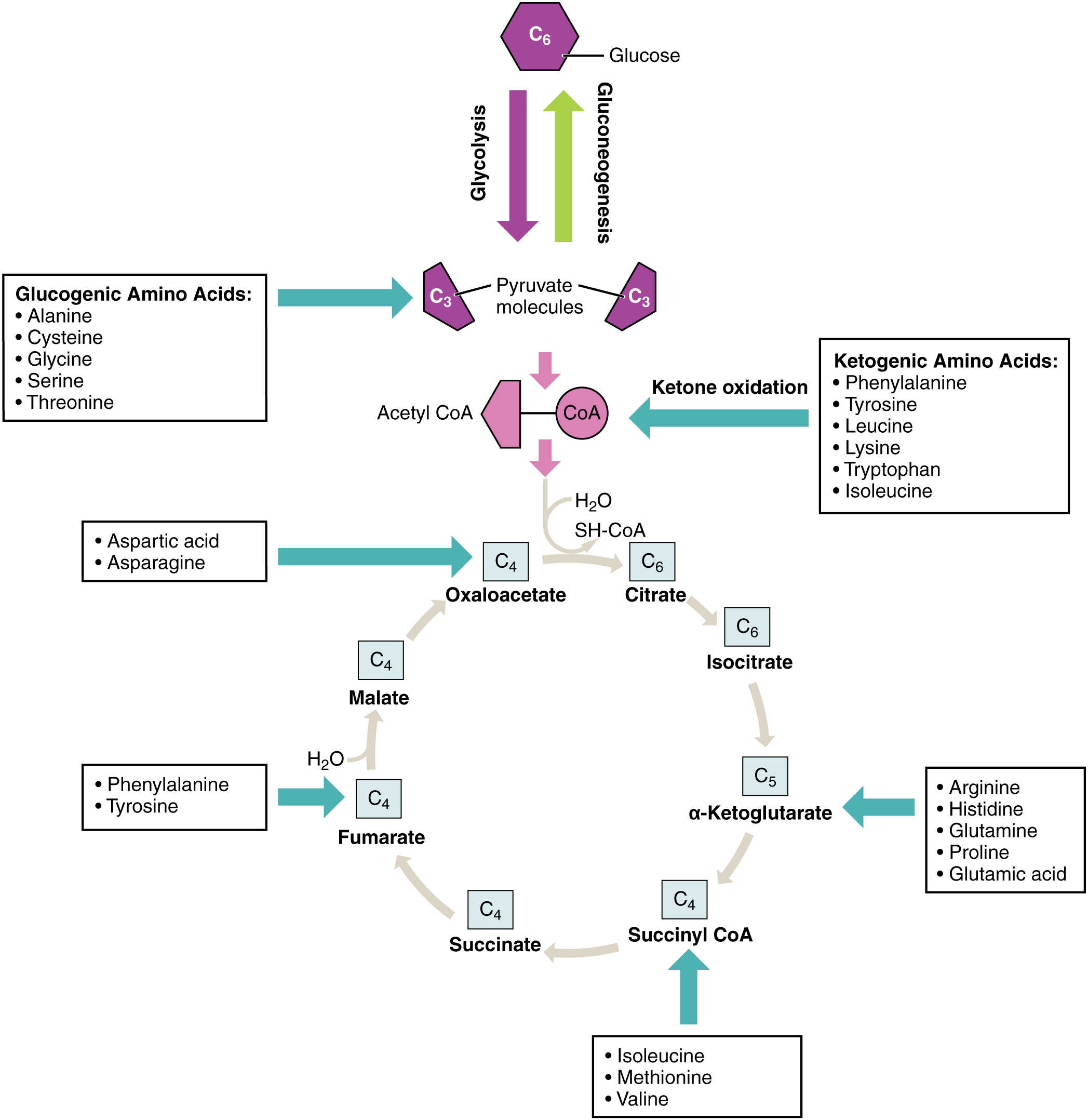 This figure  shows the different reactions in which products of carbohydrate breakdown are converted into different amino acids.