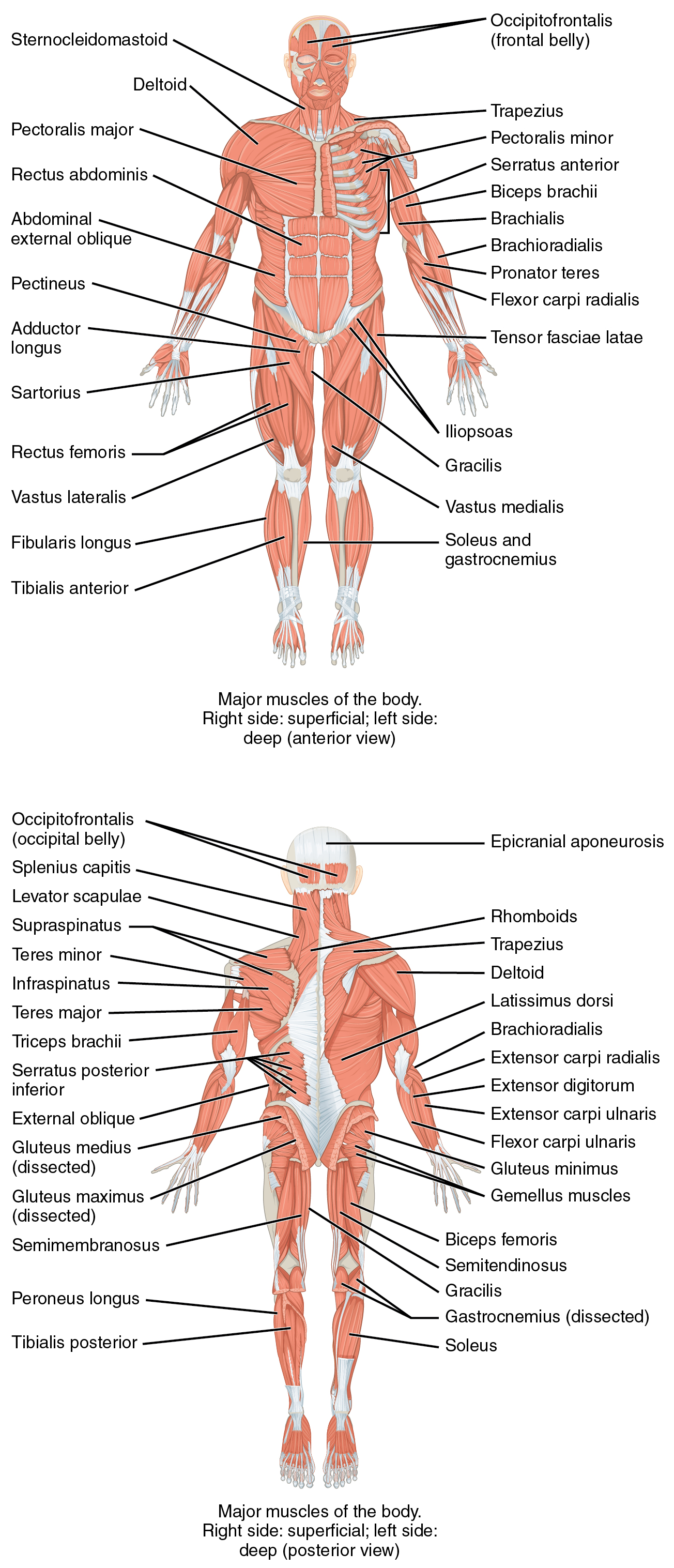 The top panel shows the anterior view of the human body with the major muscles labeled. The bottom panel shows the posterior view of the human body with the major muscles labeled.