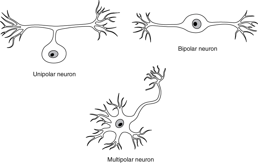 Three illustrations show some of the possible shapes that neurons can take. In the unipolar neuron, the dendrite enters from the left and merges with the axon into a common pathway, which is connected to the cell body. The axon leaves the cell body through the common pathway, the branches off to the right, in the opposite direction as the dendrite. Therefore, this neuron is T shaped. In the bipolar neuron, the dendrite enters into the left side of the cell body while the axon emerges from the opposite (right) side. In a multipolar neuron, multiple dendrites enter into the cell body. The only part of the cell body that does not have dendrites is the part that elongates into the axon.