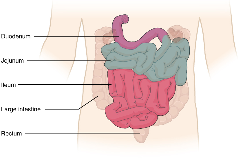 This diagram shows the small intestine. The different parts of the small intestine are labeled.