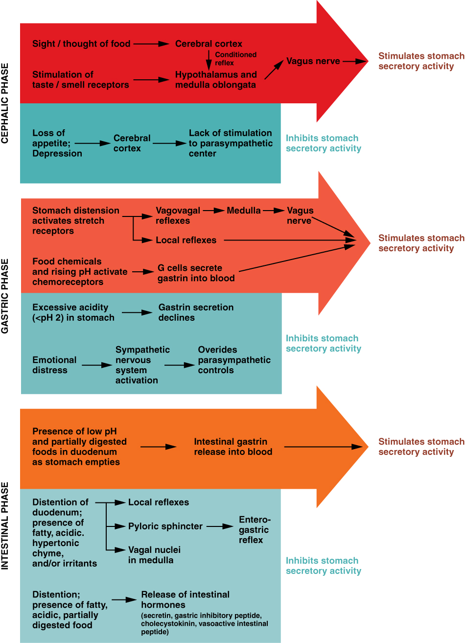 This flowchart shows the three different phases of gastric secretion. The top panel shows the cephalic phase, the middle panel shows the gastric phase and the bottom panel shows the intestinal phase.