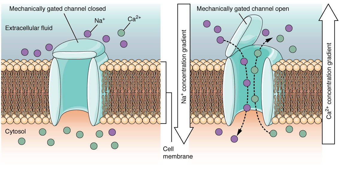 These two diagrams each show a channel protein embedded in the cell membrane. In the left diagram, there are a large number of sodium ions in the extracellular fluid, but only a few sodium ions in the cytosol. There is a large number of calcium ions in the cytosol but only a few calcium ions in the extracellular fluid. In this diagram, the channel is closed, as the extracellular side has a lid, somewhat resembling that on a trash can, that is closed over the channel opening. In the right diagram, the mechanically gated channel is open.  This allows the sodium ions to flow from the extracellular fluid into the cell, down their concentration gradient. At the same time, the calcium ions are moving from the cytosol into the extracellular fluid, down their concentration gradient.