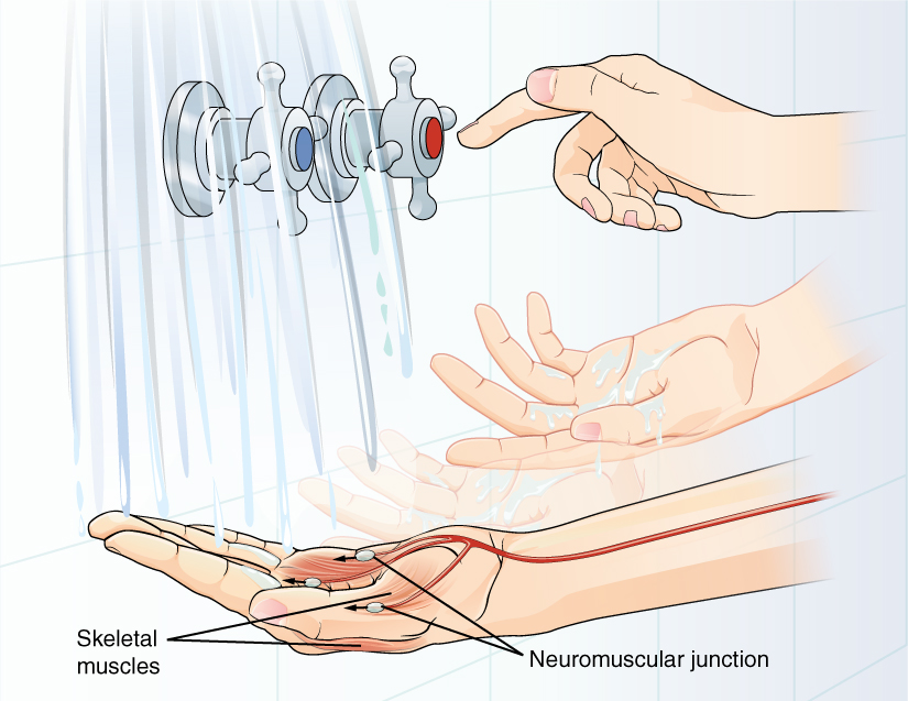 This diagram shows the later steps of Figure 12.13. A hand is placed under flowing water. The axon of a motor neuron travels down the forearm and then branches as it reaches the hand. Each branch synapses with a different skeletal muscle in the hand. The synapse between the axon branches and the muscle is a neuromuscular junction. An impulse travelling down the motor neuron will cause the skeletal muscles to contract, resulting in muscle movement. In this case, the movement results in the person adjusting the faucet dials to change the temperature of the water.