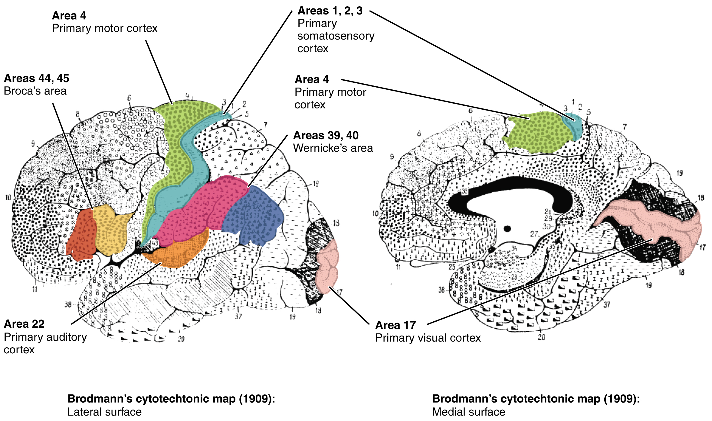 In this figure, the Brodmann areas, identifying the functional regions of the brain, are mapped. The left panel shows the lateral surface of the brain and the right panel shows the medial surface.