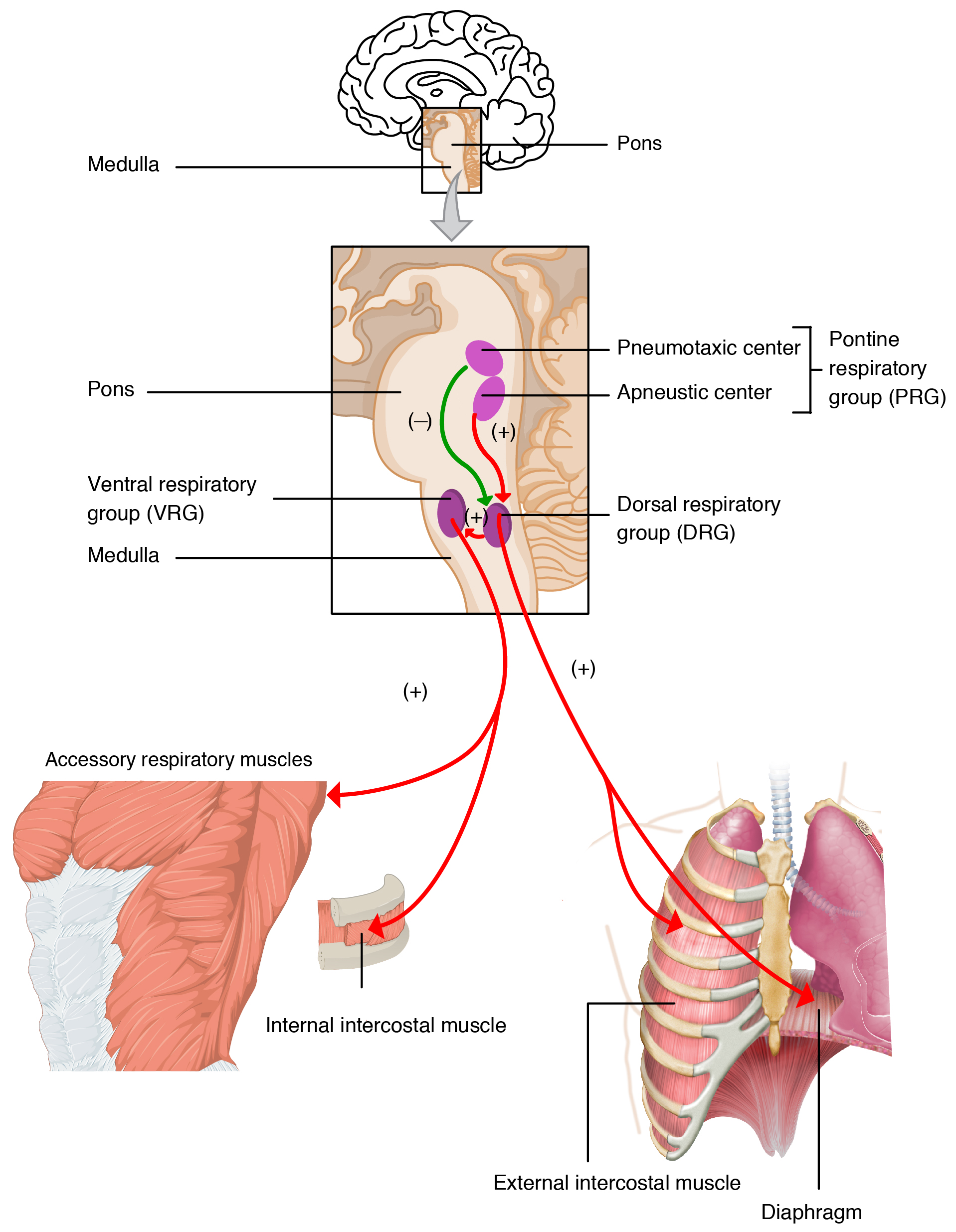 The top panel of this image shows the regions of the brain that control respiration. The middle panel shows a magnified view of these regions and links the regions of the brain to the specific organs that they control.