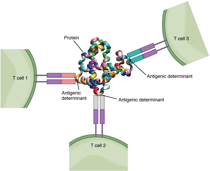 This figure shows three T cells and the antigenic determinants in the center.