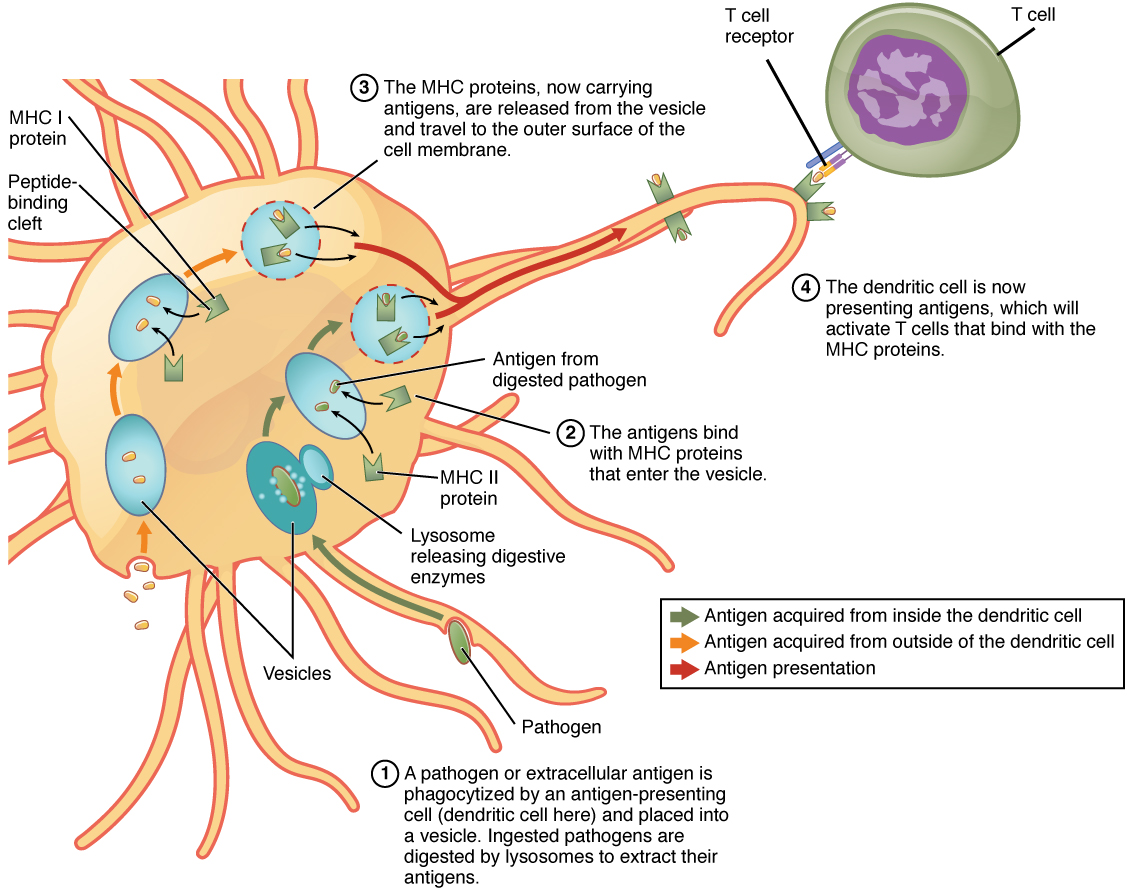 This figure shows how an antigen-presenting cell deals with a pathogen or extracellular antigen. The different steps are shown with text callouts.