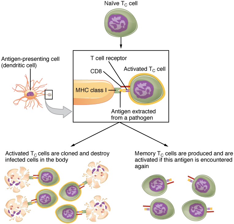 This flowchart shows the process in which a naïve T cell become activated T cells in the left part of the pathway and memory cells in the right part of the pathway.