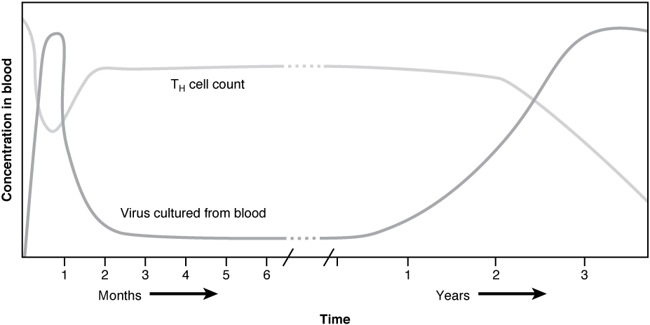 This graph shows the concentration of HIV viral particles in blood over time in years.