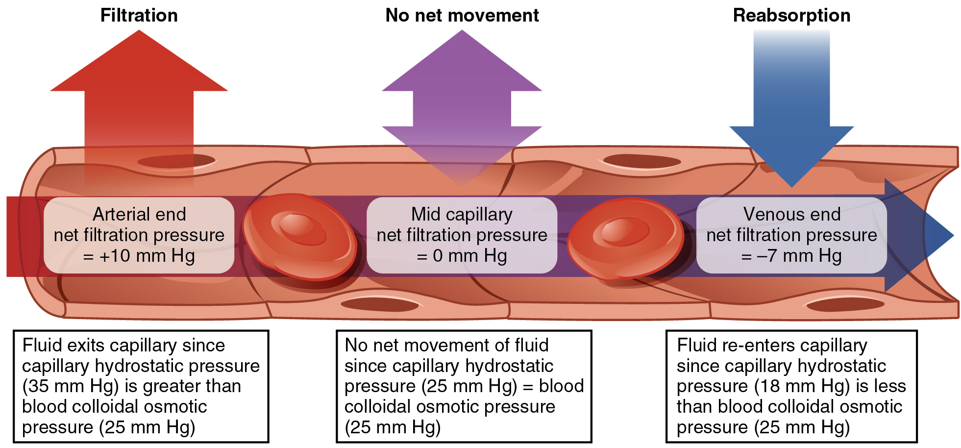 This diagram shows the process of fluid exchange in a capillary from the arterial end to the venous end.