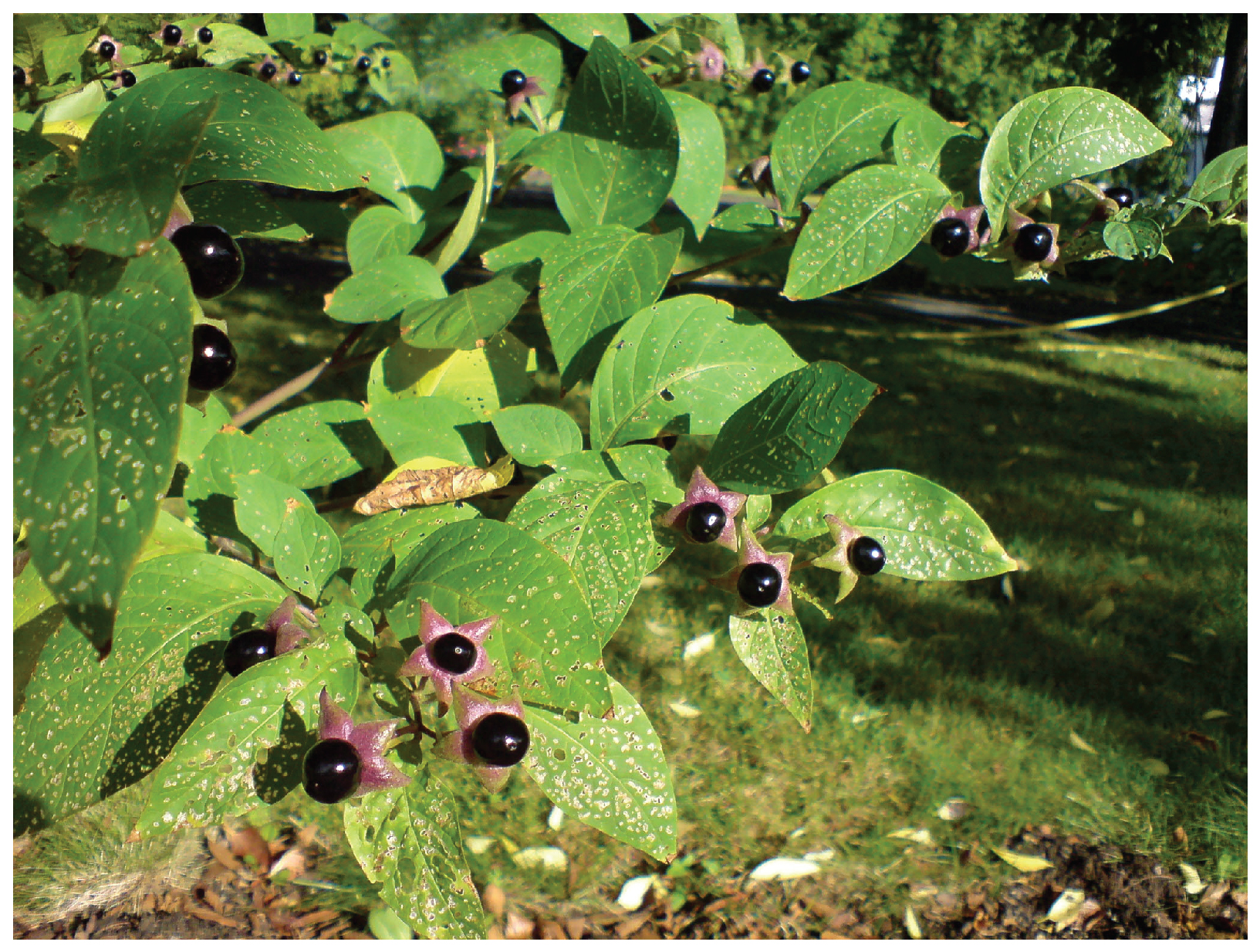 This photograph shows a belladonna plant.