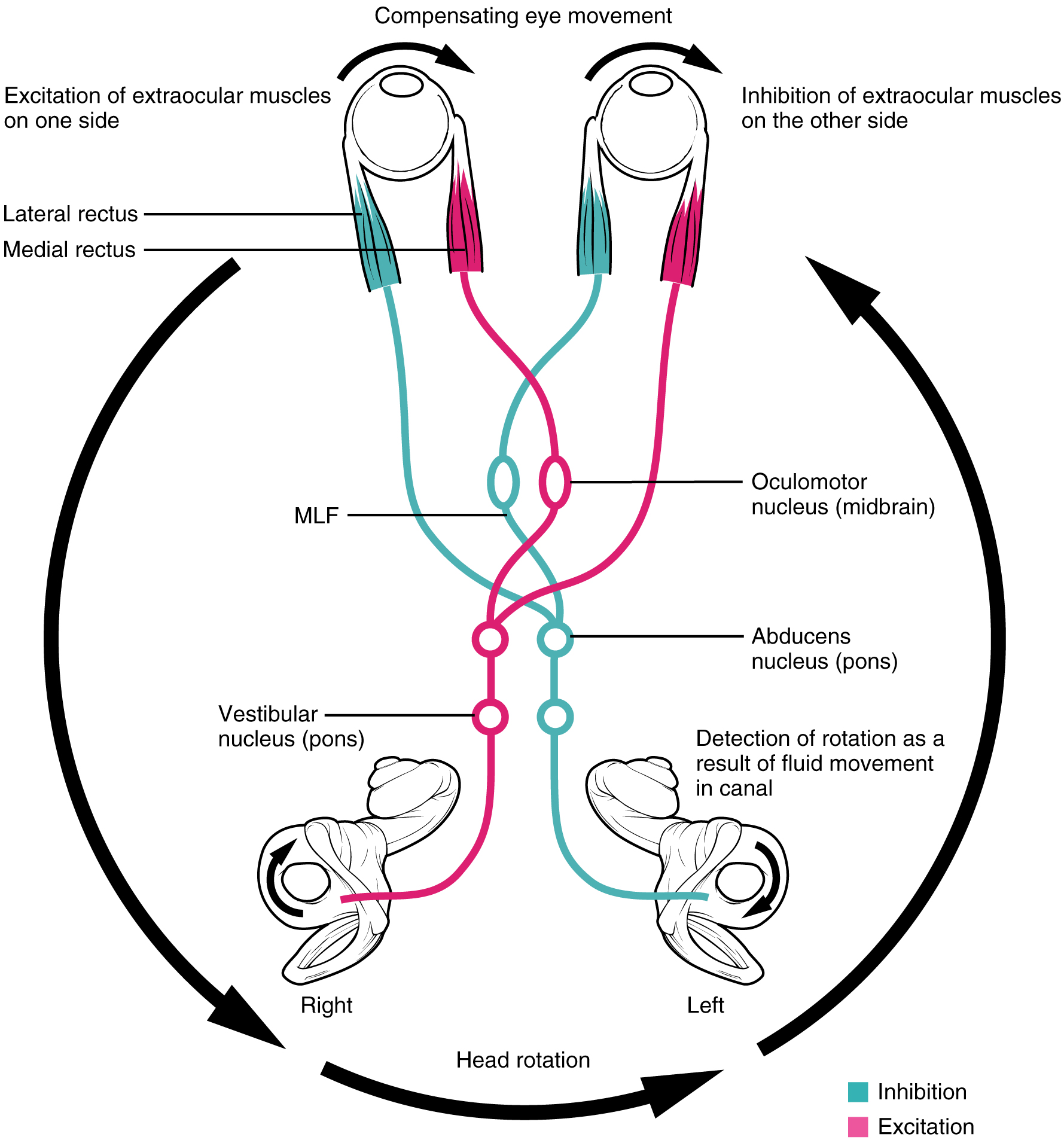 This diagram shows the compensating movement of the eyes in response to head rotation.