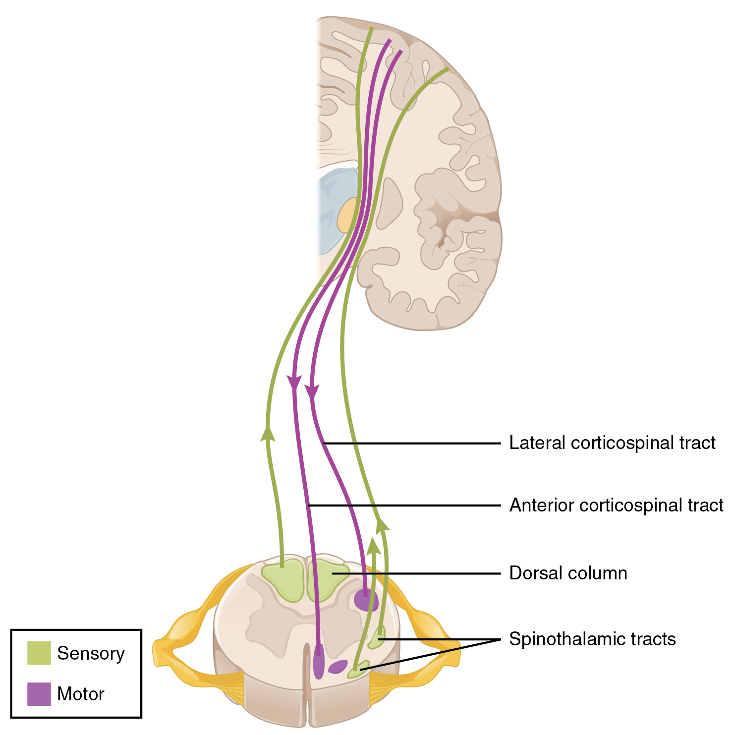 This image shows the spinal fiber tracts connecting the brain and the spinal cord.