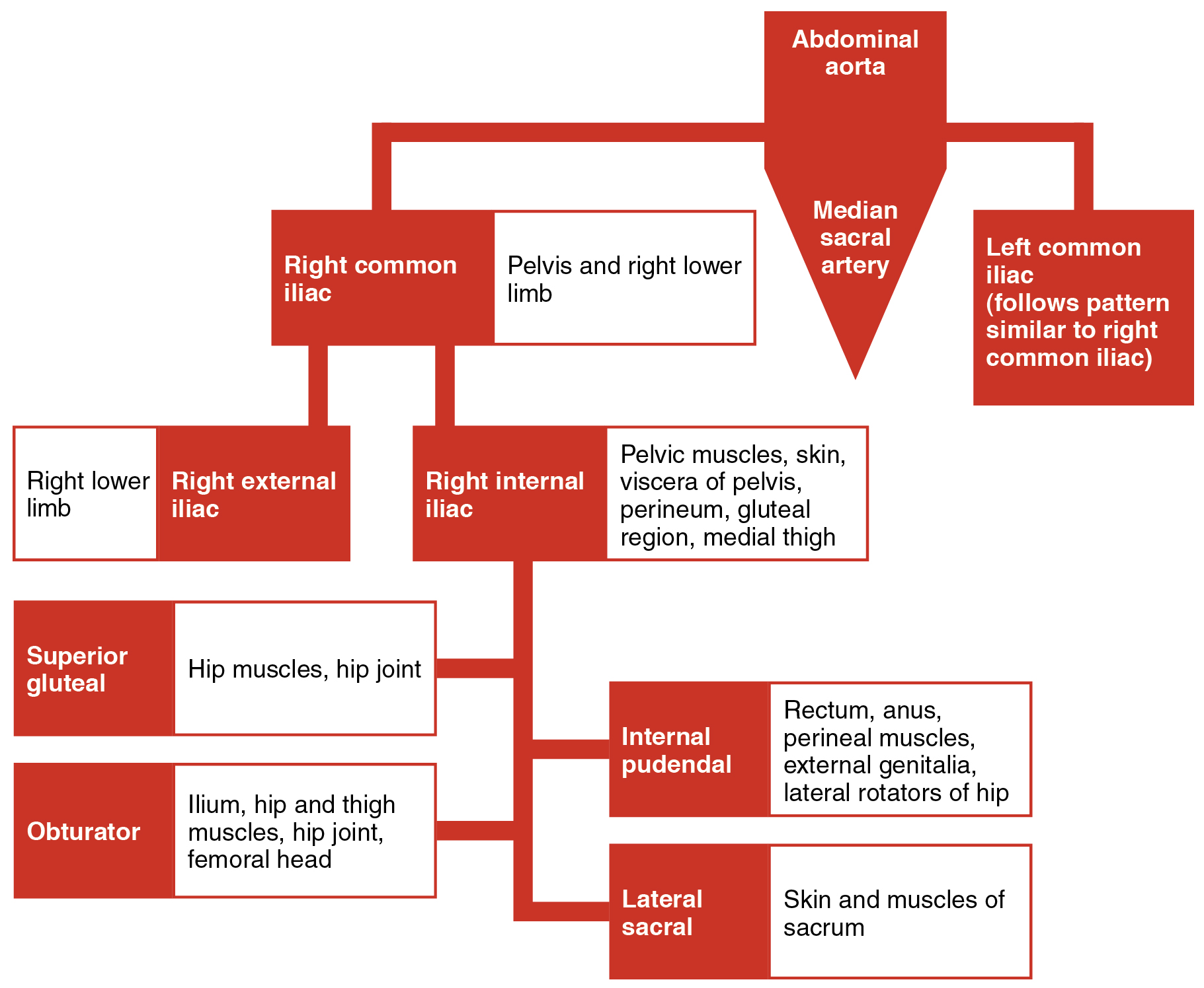 This flowchart shows the different branches into which that the abdominal aorta is divided.