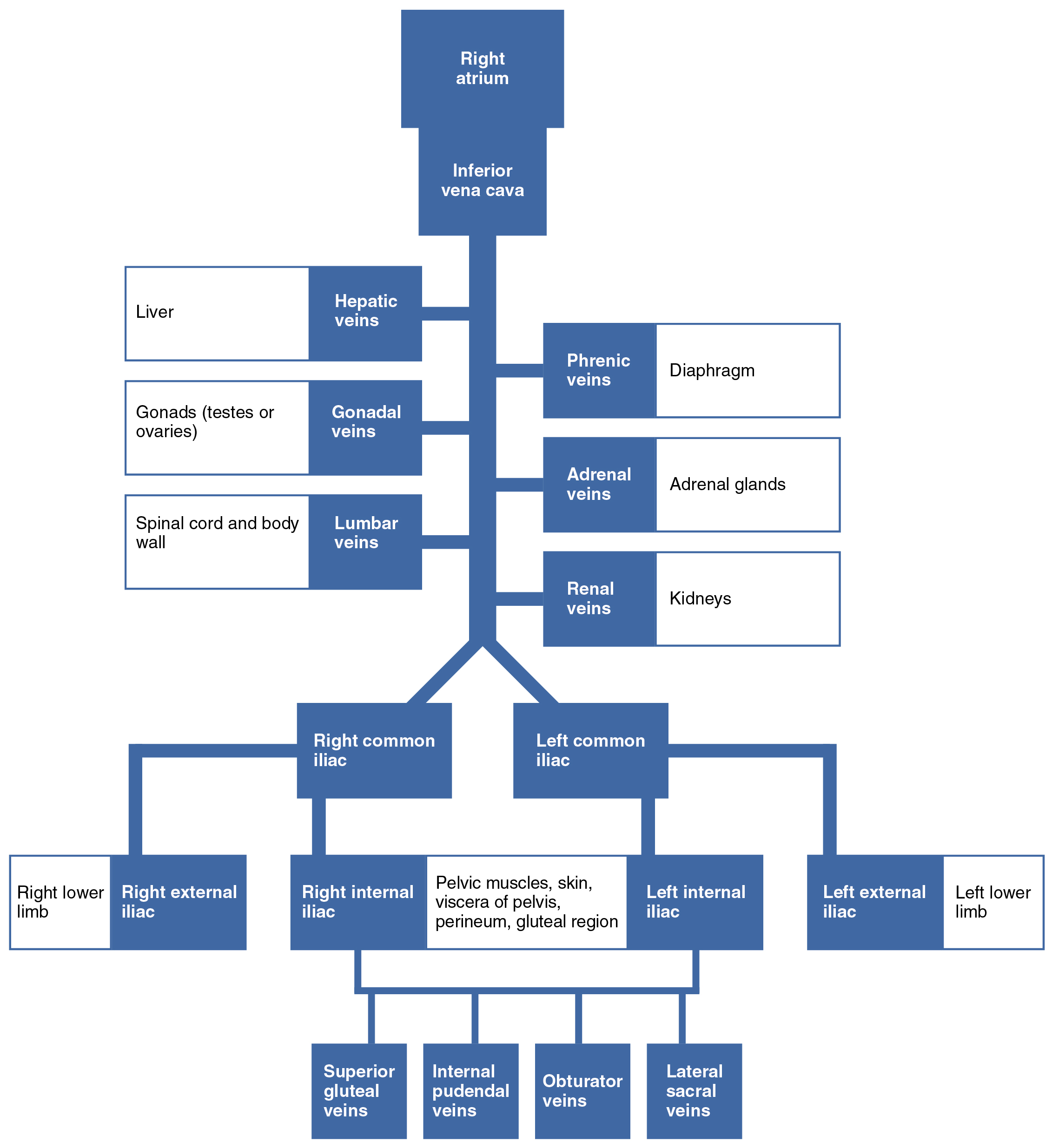 This chart shows the connection between the different veins and the inferior vena cava.