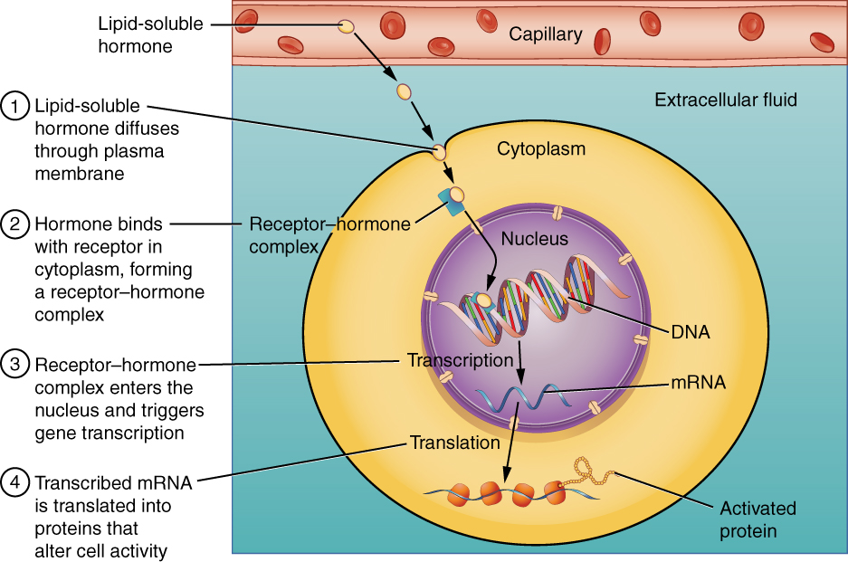 This illustration shows the steps involved with the binding of lipid-soluble hormones. Lipid-soluble hormones, such as steroid hormones, easily diffuse through the cell membrane. The hormone binds to its receptor in the cytosol, forming a receptor-hormone complex. The receptor-hormone complex then enters the nucleus and binds to the target gene on the cell’s DNA. Transcription of the gene creates a messenger RNA that is translated into the desired protein within the cytoplasm. It is these proteins that alter the cell’s activity.