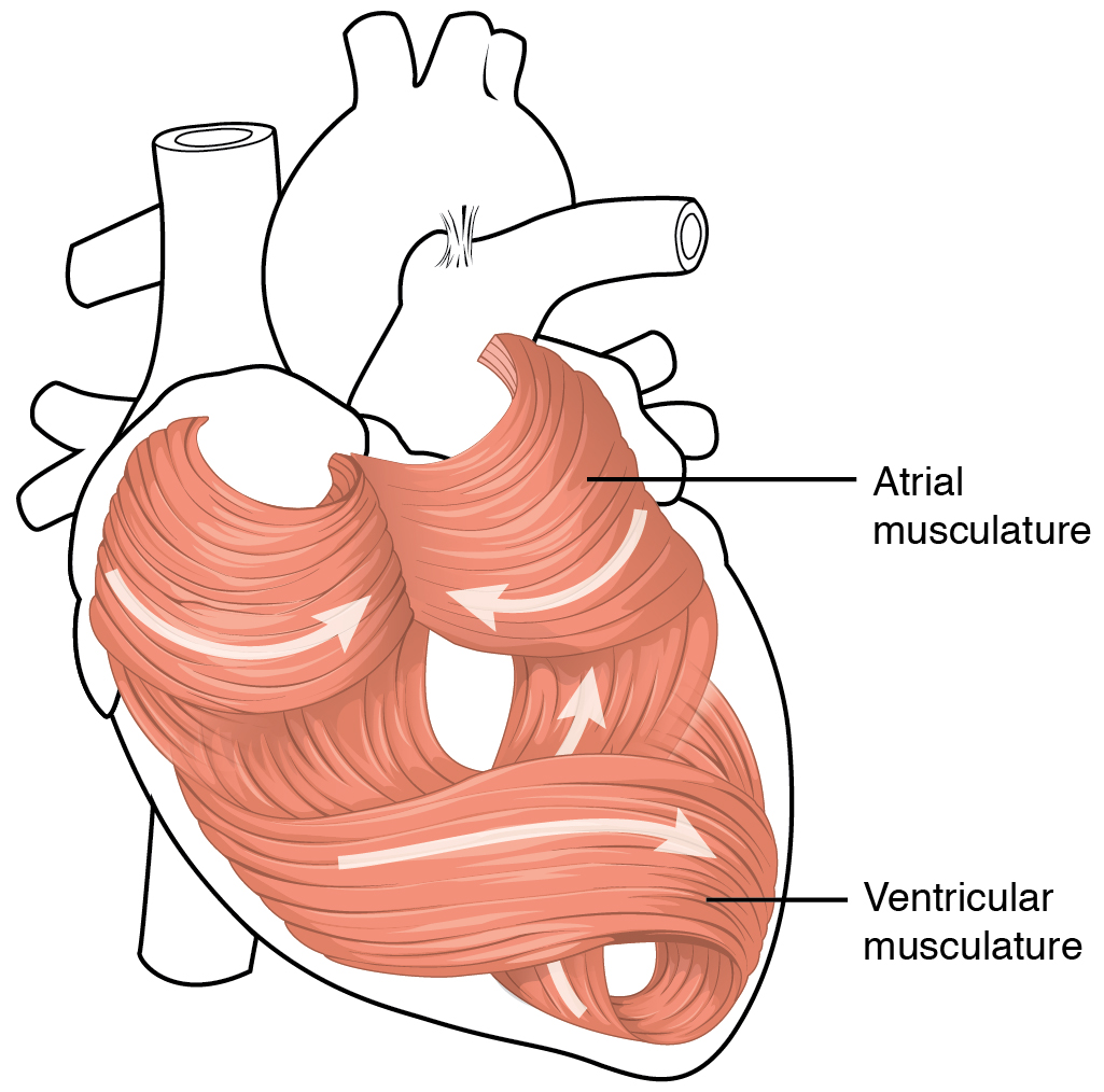 This diagram shows the muscles in the heart.