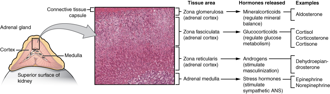 This diagram shows the left adrenal gland located atop the left kidney. The gland is composed of an outer cortex and an inner medulla all surrounded by a connective tissue capsule. The cortex can be subdivided into additional zones, all of which produce different types of hormones. The outermost layer is the zona glomerulosa, which releases mineralcorticoids, such as aldosterone, that regulate mineral balance. Underneath this layer is the zona fasciculate, which releases glucocorticoids, such as cortisol, corticosterone and cortisone, that regulate glucose metabolism. Underneath this layer is the zona reticularis, which releases androgens, such as dehydroepiandrosterone, that stimulate masculinization. Below this layer is the adrenal medulla, which releases stress hormones, such as epinephrine and norepinephrine, that stimulate the symphathetic ANS.