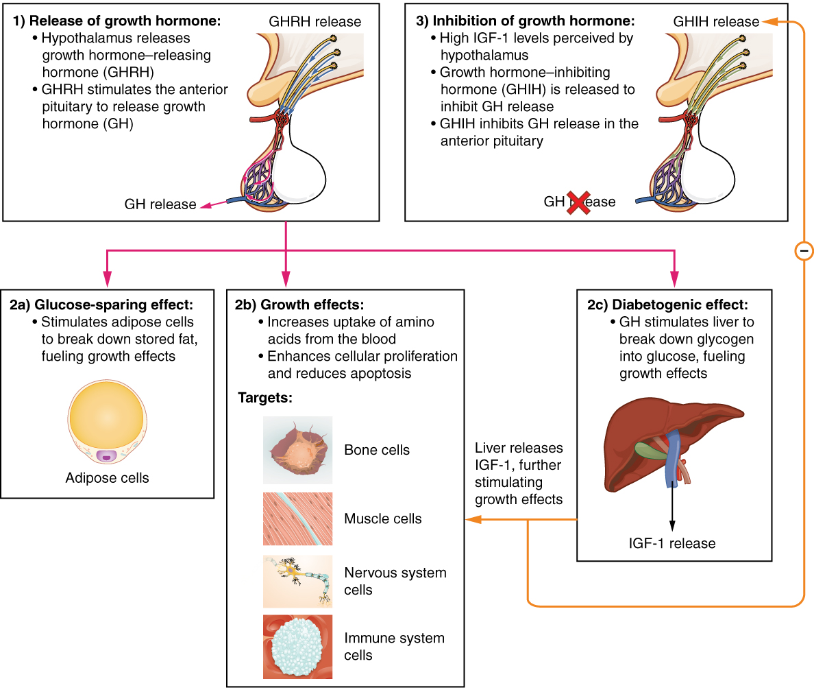 This flow chart illustrates the hormone cascade that stimulates human growth. In step 1, the hypothalamus releases growth hormone-releasing hormone (GHRH). GHRH travels into the primary capillary plexus of the anterior pituitary, where it stimulates the anterior pituitary to release growth hormone (GH). The release of growth hormone causes three types of effects. In the glucose-sparing effect, GH stimulates adipose cells to break down stored fat, fueling the growth effects (discussed next). The target cells for the glucose-sparing effects are adipose cells. In the growth effects, GH increases the uptake of amino acids from the blood and enhances cellular proliferation while also reducing apoptosis. The target cells for the growth effects are bone cells, muscle cells, nervous system cells, and immune system cells. In the diabetogenic effect, GH stimulates the liver to break down glycogen into glucose, fueling the growth effects. The liver also releases IGF in response to GH. The IGF further stimulates the growth effects but also negatively feeds back to the hypothalamus. When high IGF one levels are perceived by the hypothalamus, it releases growth hormone inhibiting hormone (GHIH). GHIH inhibits GH release by the anterior pituitary.