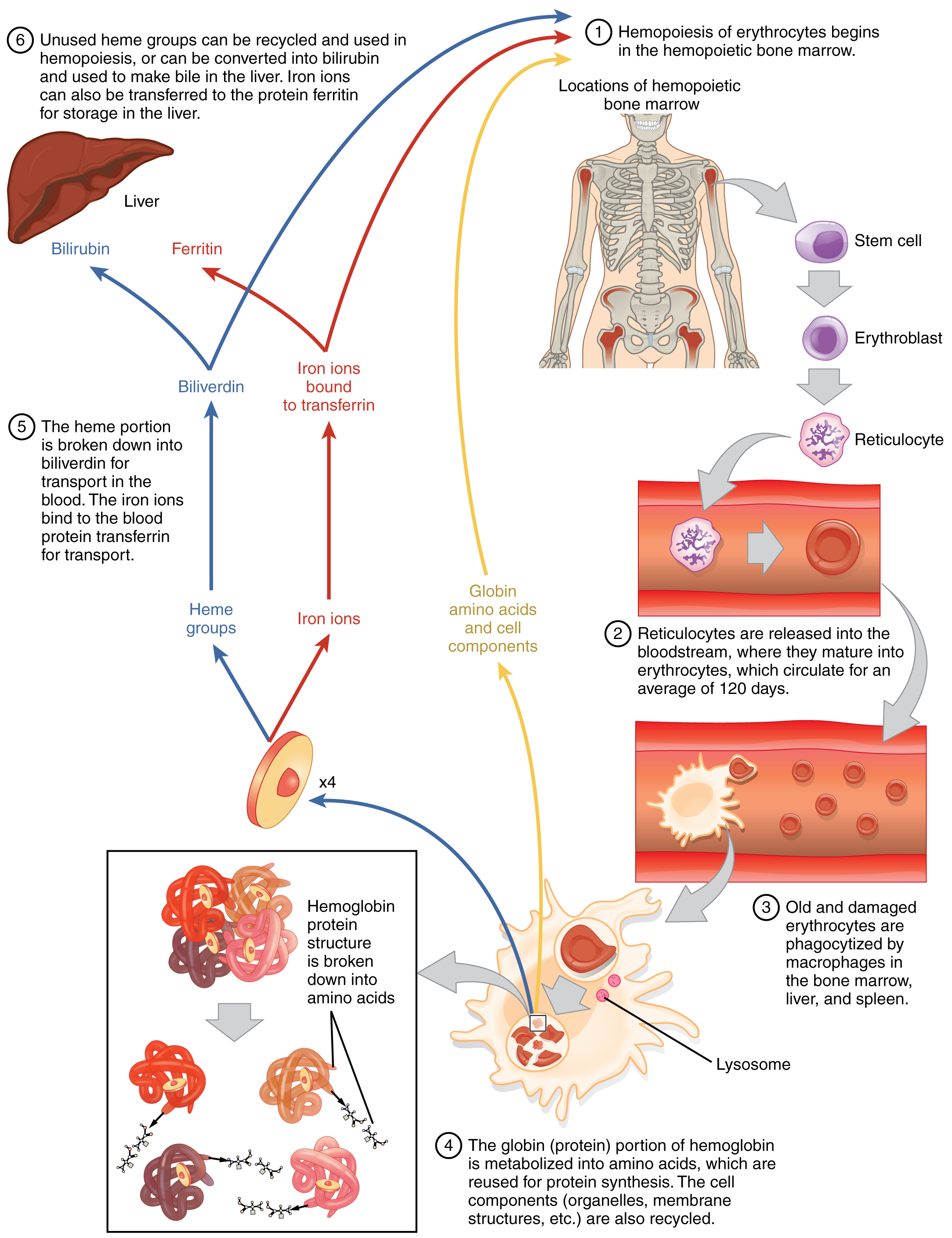 This flow chart shows the life cycle of a red blood cell. The first step is the hemopoeisis of erythrocytes in the bone marrow. Further steps in this diagram show the passage of erythrocytes through the blood stream, the breakdown of heme protein, and liver function.