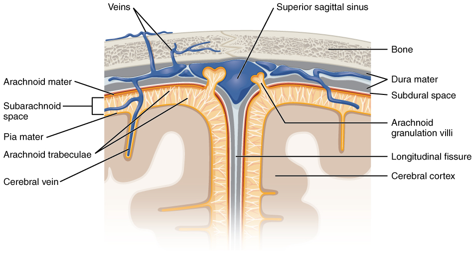 This image shows a cross-section through the brain. The different meningeal layers are labeled.