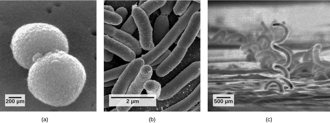 Part a: The micrograph shows ball-shaped cocci about 0.9 microns long. Part b: The micrograph shows hotdog-shaped bacilli about 2 microns long. Part c: The micrograph shows corkscrew-shaped spirilli that are quite long and 2 microns in diameter.