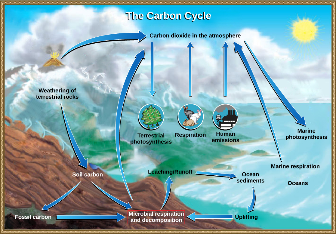 This illustration shows the role of bacteria in the carbon cycle. Bacteria break down organic carbon, which is released as carbon dioxide into the atmosphere.