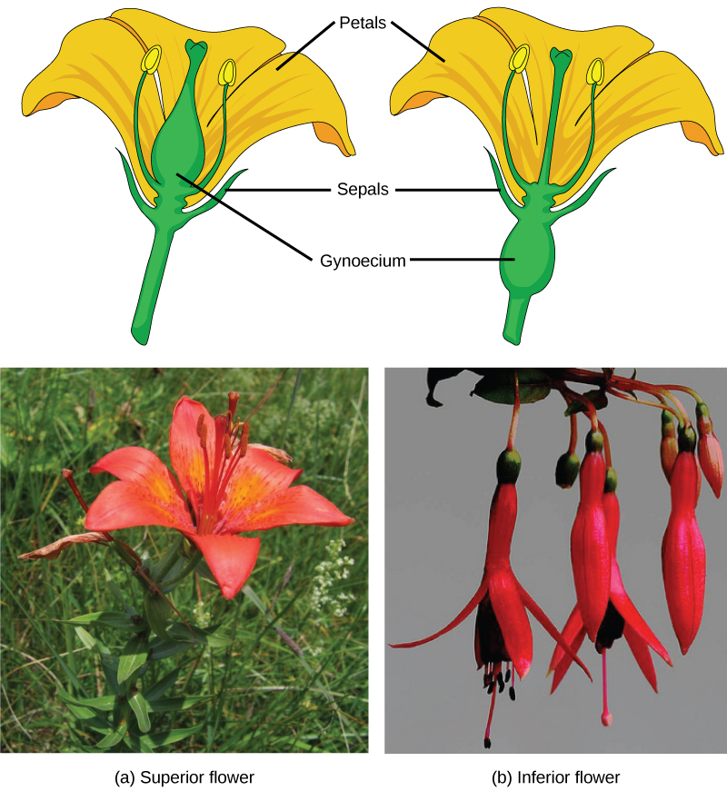  Part A shows a lily, which has an ovary above the petals. The ovary sits above the teardrop-shaped petals. Part B shows several fuchsia flowers hanging down from a stem. The ovary is below the edge of the petals.