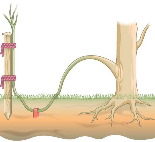  Illustration shows a plant with a stem that has been bent and buried beneath the soil. A stake holds the end of the stem up so that it can form a new upright plant.