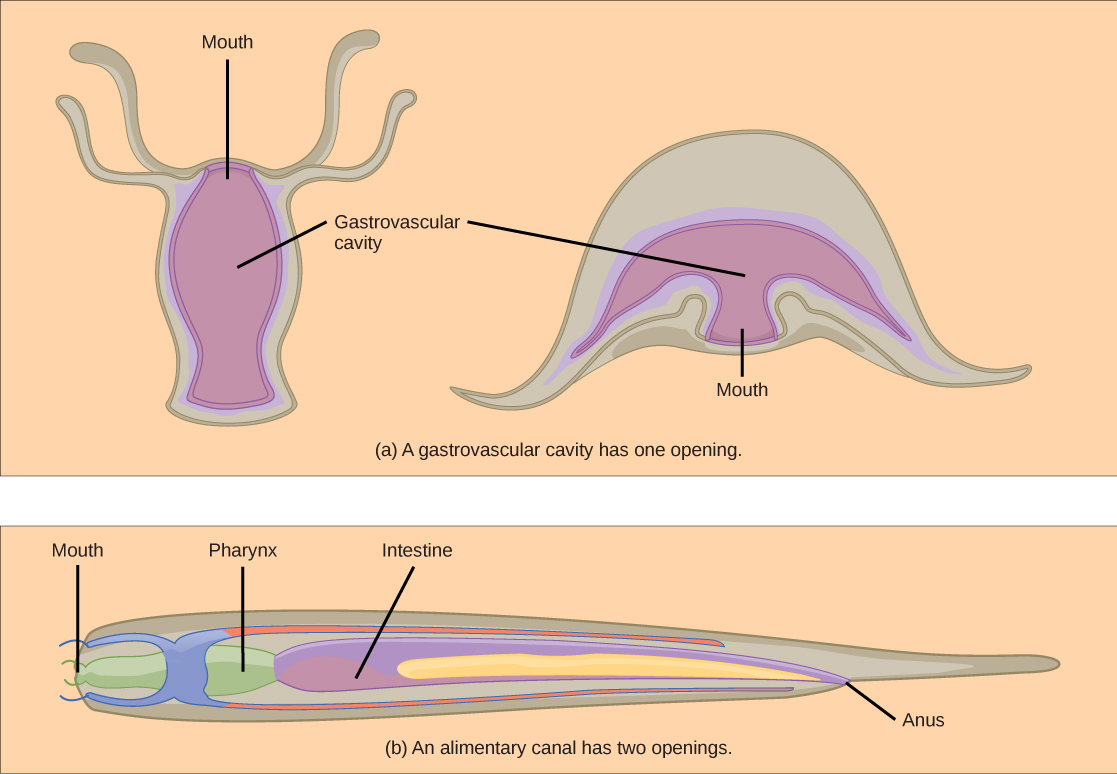 Part A shows a hydra, which has a vase-shaped body with tentacles around the rim. The hydra’s mouth is located between the tentacles, at the top of the vase. Next to the hydra is a jellyfish medusa, which is bell shaped with tentacles hanging down from the edge of the bell. The mouth, in the lower middle part of the body, opens into the gastrovascular cavity. Part B shows a nematode, which has a long, tube-like body that is wide at one end and tapers down to a tail at the other. The mouth is in the center of the wide end. It opens into an esophagus, then a pharynx. The pharynx empties into a long intestine, which ends at the anus a short distance before the tail.