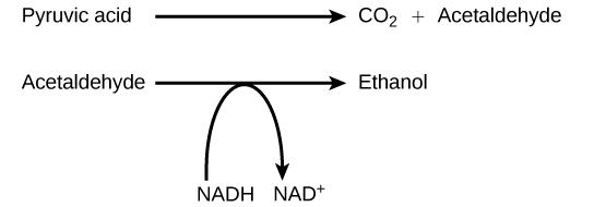 Graphic showing the alcohol fermentation reaction in an equation.