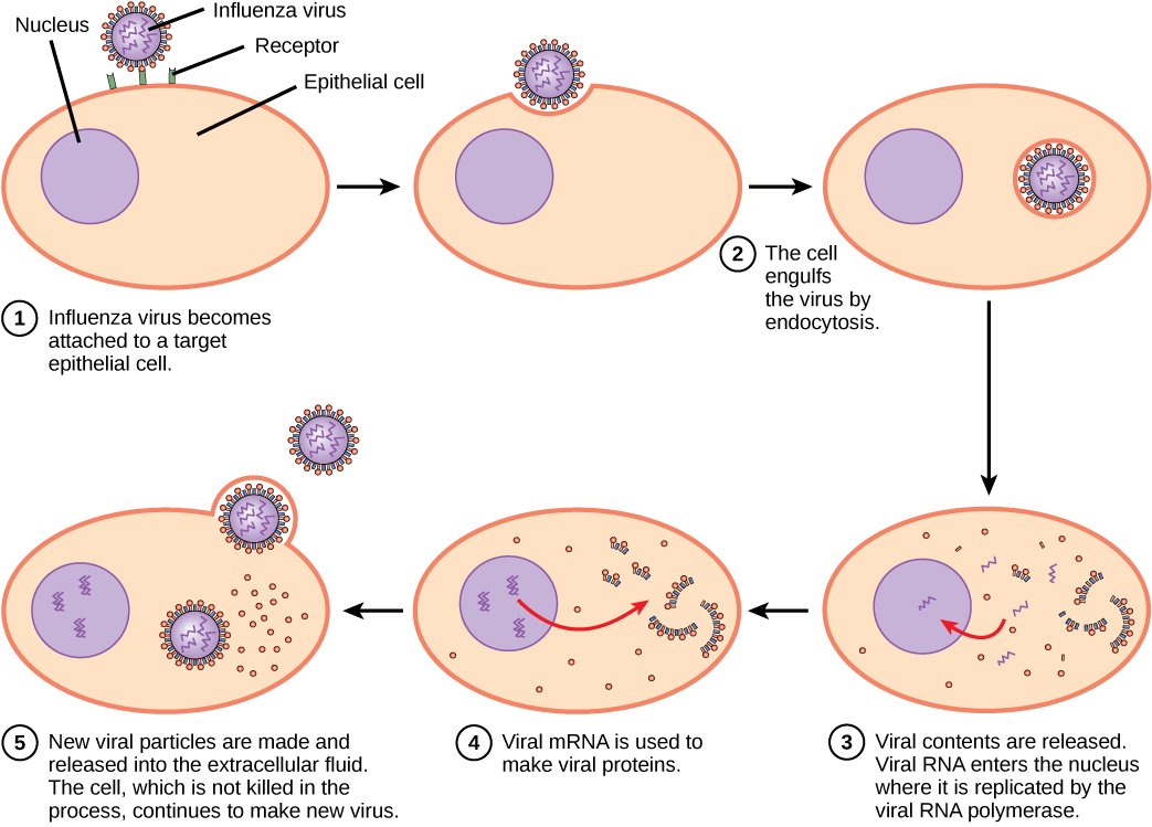 The illustration shows the steps of an influenza virus infection. In step 1, influenza virus becomes attached to a receptor on a target epithelial cell. In step 2, the cell engulfs the virus by endocytosis, and the virus becomes encased in the cell’s plasma membrane. In step 3, the membrane dissolves, and the viral contents are released into the cytoplasm. Viral mRNA enters the nucleus, where it is replicated by viral RNA polymerase. In step 4, viral mRNA exits to the cytoplasm, where it is used to make viral proteins. In step 5, new viral particles are released into the extracellular fluid. The cell, which is not killed in the process, continues to make new virus.