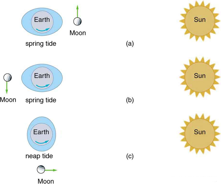 Figure a shows an ellipse, inside which there is a circular image of the Earth. There is a curved arrow in the lower part of the Earth’s image pointing in the counterclockwise direction. Alongside this image a circular image of the Moon is also given with dots showing the crates over it. A vertically upward vector from its top is also drawn, which shows the direction of velocity. To the right side of the image, an image of the Sun is also shown, in a circular shape with pointed wiggles throughout its boundary. Figure b shows an ellipse, inside which there is a circular image of the Earth. There is a curved arrow in the lower part of the Earth’s image pointing in the counterclockwise direction. Alongside this image a circular image of the Moon is also given with dots showing the crates over it. A vertical downward vector from its bottom is also drawn, which shows the direction of velocity. To the right side of the image, an image of the Sun is also shown, in a circular shape and pointed wiggles throughout its boundary. Figure c shows an ellipse, inside which there is a circular image of the Earth. There is a curved arrow in the lower part of the Earth’s image pointing in the counterclockwise direction. Alongside this image a circular image of the Moon is also given with dots showing the crates over it. A horizontal rightward vector from its right side is also drawn, which shows the direction of velocity. To the right side of the image, an image of the Sun is also shown, in a circular shape and pointed wiggles throughout its boundary.