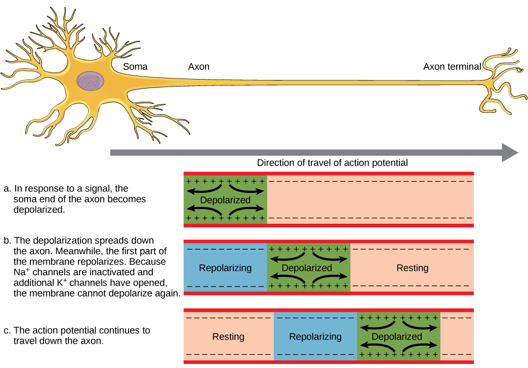 The action potential travels from the soma down the axon to the axon terminal. The action potential is initiated when a signal from the soma causes the soma-end of the axon membrane to depolarize. The depolarization spreads down the axon. Meanwhile, the membrane at the start of the axon repolarizes. Because potassium channels are open, the membrane cannot depolarize again. The action potential continues to spread down the axon this way.