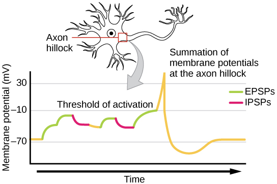 Illustration shows the location of the axon hillock, which is the area connecting the neuron body to the axon. A graph shows the summation of membrane potentials at the axon hillock, plotted as membrane potential in millivolts versus time. Initially, the membrane potential at the axon hillock is -70 millivolts. A series of EPSPs and IPSPs cause the potential to rise and fall. Eventually, the potential increases to the threshold of excitation. At this point the nerve fires, resulting in a sharp increase in membrane potential, followed by a rapid decrease. The hillock becomes hyperpolarizes such that the membrane potential is lower than the resting potential. The hillock then gradually returns to the resting potential.