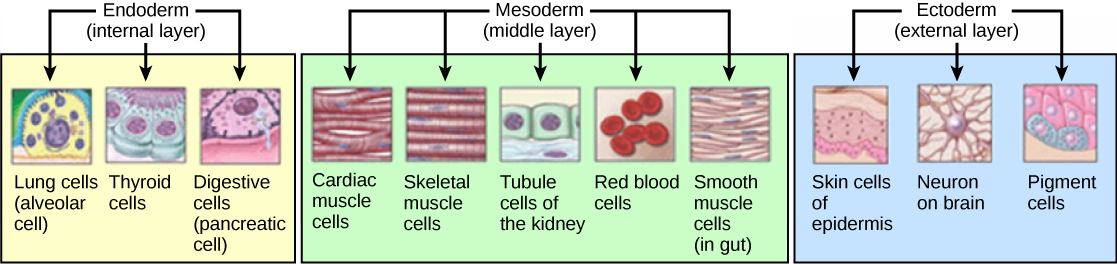 Illustration shows cells associated with the internal endoderm, the middle mesoderm, and the external ectoderm. Lung, thyroid and digestive tissues are associated with the endoderm. Muscle, kidney and blood cells are associated with the mesoderm. Skin, neurons, and pigment cells are associated with the ectoderm.