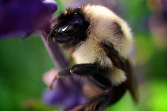 Photos A and B show virtually identical looking insects.