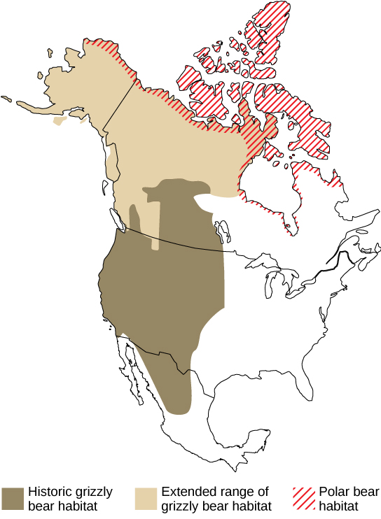  Map A compares the historic and current ranges of grizzly bears with the range of polar bears. Historically, grizzly bear habitat extended from Mexico through the western United States and into the mid-latitudes of Canada. But in recent years this range has expanded northward, to the northern tip of Canada and throughout Alaska. This range now overlaps with the polar bear range in the northern extremes of Alaska in Canada.