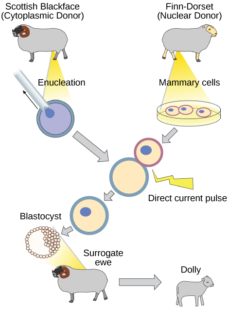 The illustration shows the steps in cloning the sheep named Dolly. An enucleated egg cell from one sheep is fused with a mammary cell from another sheep. This fused cell then divides to the blastocyst stage and is placed in the uterus of the surrogate ewe, where it develops into the lamb, Dolly. Dolly is the genetic clone of the mammary cell donor.