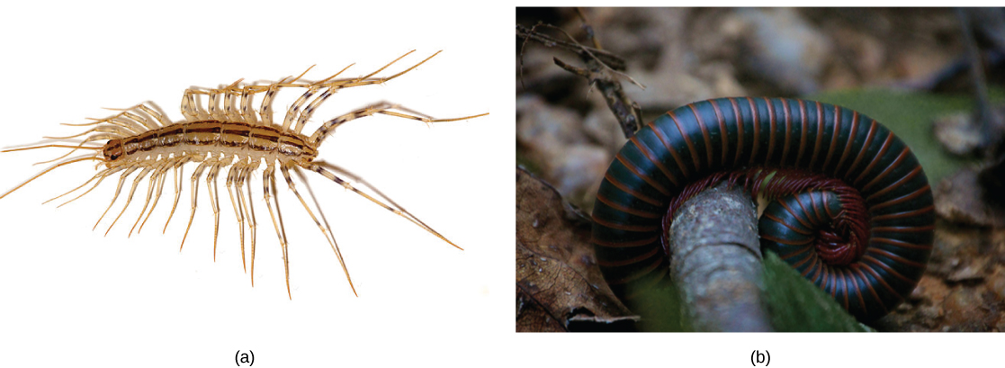 Photo a shows a light brown centipede with 15 pairs of long legs on the sides of the body. Photo b shows a black and red millipede with many pairs of little legs on the underside of the body.