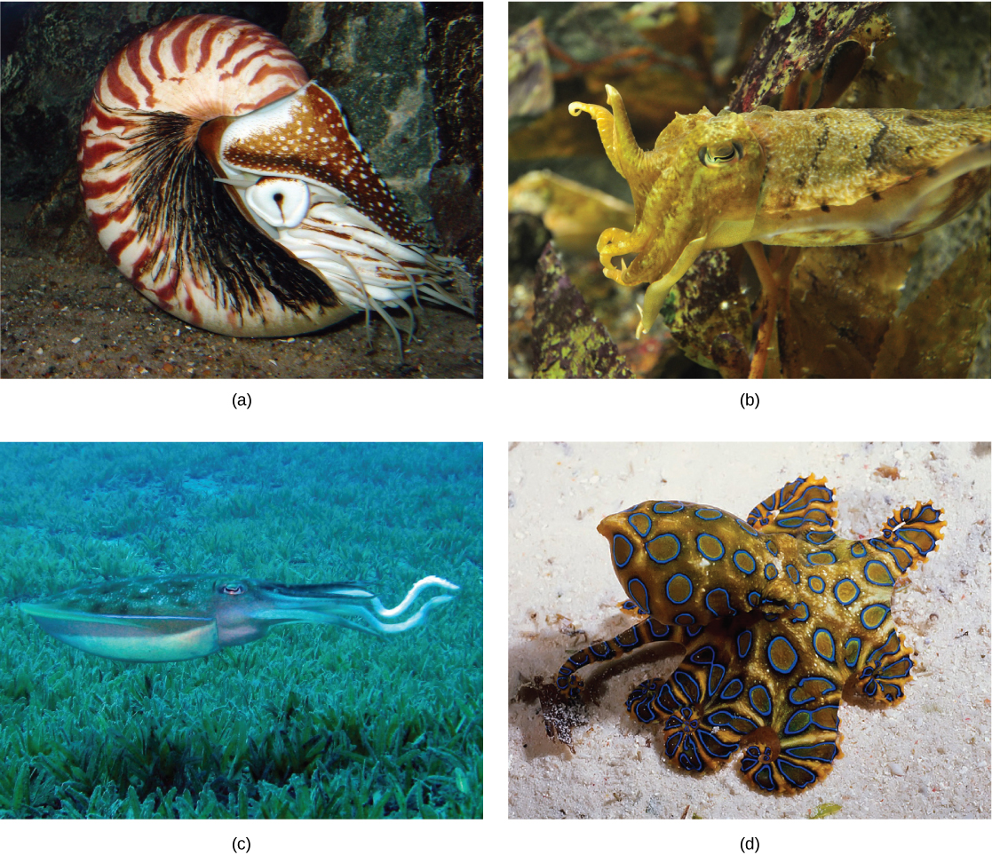 Part a shows a nautilus with a coiled, brown-and-white striped shell. Tentacles protrude from the front end. Part b shows a cuttlefish wish a squat body and short tentacles that blends into its surroundings. Part c shows a reef squid with an eye located behind its long beak. Long, thick tentacles project back from the body. Part d shows an octopus with bright blue rings all over its body.