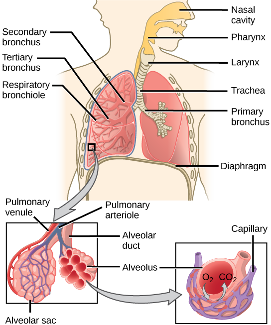 The illustration shows the flow of air through the human respiratory system. The nasal cavity is a wide cavity above and behind the nostrils, and the pharynx is the passageway behind the mouth. The nasal cavity and pharynx join and enter the trachea through the larynx. The larynx is somewhat wider than the trachea and flat. The trachea has concentric, ring-like grooves, giving it a bumpy appearance. The trachea bifurcates into two primary bronchi, which are also grooved. The primary bronchi enter the lungs, and branch into secondary bronchi. The secondary bronchi in turn branch into many tertiary bronchi. The tertiary bronchi branch into bronchioles, which branch into terminal bronchioles. Each terminal bronchiole ends in an alveolar sac. Each alveolar sac contains many alveoli clustered together, like bunches of grapes. The alveolar duct is the air passage into the alveolar sac. The alveoli are hollow, and air empties into them. Pulmonary arteries bring deoxygenated blood to the alveolar sac (and thus appear blue), and pulmonary veins return oxygenated blood (and thus appear red) to the heart. Capillaries form a web around each alveolus. The diaphragm is a membrane that pushes up against the lungs.