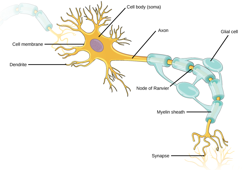 Illustration shows a neuron. The main part of the cell body, called the soma, contains the nucleus. Branch-like dendrites project from three sides of the soma. A long, thin axon projects from the fourth side. The axon branches at the end. The tip of the axon is in close proximity to dendrites of an adjacent nerve cell. The narrow space between the axon and dendrites is called the synapse. Cells called oligodendrocytes are located next to the axon. Projections from the oligodendrocytes wrap around the axon, forming a myelin sheath. The myelin sheath is not continuous, and gaps where the axon is exposed are called nodes of Ranvier.