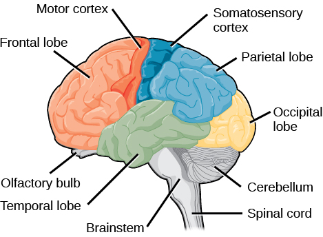 Sagittal, or side view of the human brain shows the different lobes of the cerebral cortex. The frontal lobe is at the front center of the brain. The parietal lobe is at the top back part of the brain. The occipital lobe is at the back of the brain, and the temporal lobe is at the bottom center of the brain. The motor cortex is the back of the frontal lobe, and the olfactory bulb is the bottom part. The somatosensory cortex is the front part of the parietal lobe. The brainstem is beneath the temporal lobe, and the cerebellum is beneath the occipital lobe.