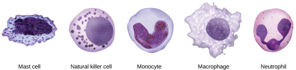  Illustration shows several innate immunity cells. Mast cells have an abundance of cytoplasmic granules and an irregular nucleus. Natural killer cells and neutrophils are filled with granules. Neutrophils have a multi-lobed nucleus. Macrophages are irregular in shape, with a round nucleus.