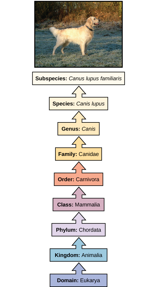 The illustration shows the classification of a dog, which belongs in the domain Eukarya, kingdom Animalia, phylum Chordata, class Mammalia, order Carnivore, family Canidae, genus Canis, species Canis lupus, and the subspecies is Canis lupus familiaris.