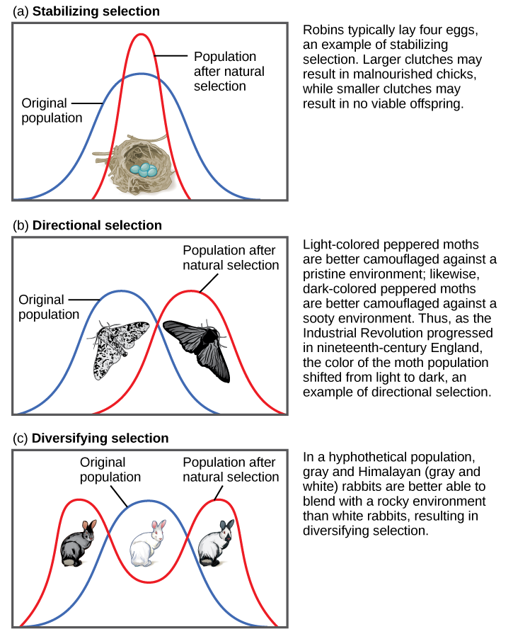  Part (a) shows a robin clutch size as an example of stabilizing selection. Robins typically lay four eggs. Larger clutches may result in malnourished chicks, while smaller clutches may result in no viable offspring. A wide bell curve indicates that, in the original population, there was a lot of variability in clutch size. Overlaying this wide bell curve is a narrow one that represents the clutch size after natural selection, which is much less variable. Part (b) shows moth color as an example of directional selection. Light-colored pepper moths are better camouflaged against a pristine environment, while dark-colored peppered moths are better camouflaged against a sooty environment. Thus, as the Industrial Revolution progressed in nineteenth-century England, the color of the moth population shifted from light to dark, an example of directional selection. A bell curve representing the original population and one representing the population after natural selection only slightly overlap. Part (c) shows rabbit coat color as an example of diversifying selection. In this hypothetical example, gray and Himalayan (gray and white) rabbits are better able to blend into their rocky environment than white ones. The original population is represented by a bell curve in which white is the most common coat color, while gray and Himalayan colors, on the right and left flank of the curve, are less common. After natural selection, the bell curve splits into two peaks, indicating gray and Himalayan coat color have become more common than the intermediate white coat color.