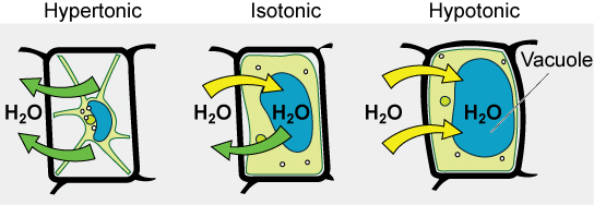 The left part of this image shows a plant cell bathed in a hypertonic solution so that the plasma membrane has pulled away completely from the cell wall, and the central vacuole has shrunk. The middle part shows a plant cell bathed in an isotonic solution; the plasma membrane has pulled away from the cell wall a bit, and the central vacuole has shrunk. The right part shows a plant cell in a hypotonic solution. The central vacuole is large, and the plasma membrane is pressed against the cell wall.