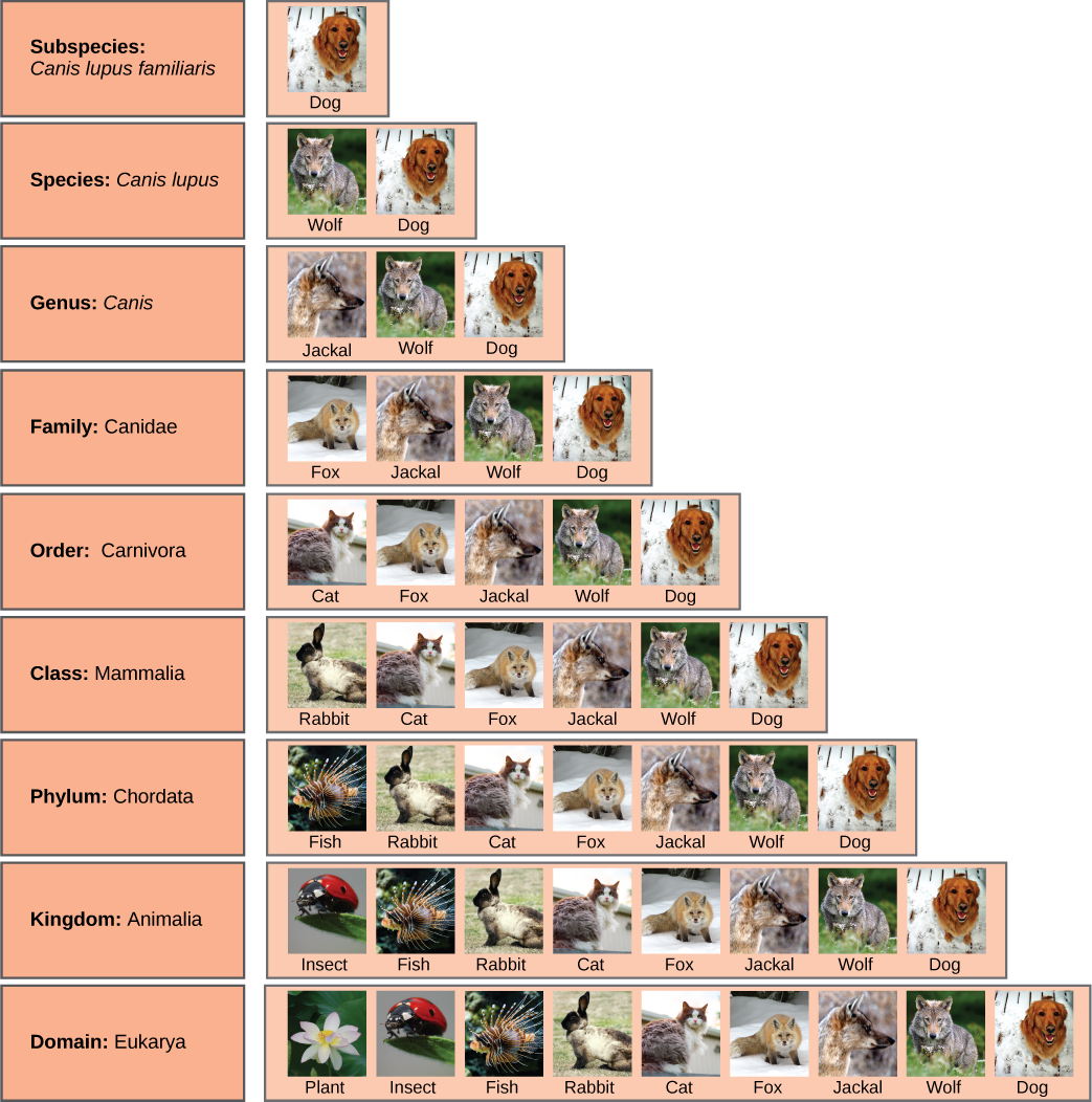 Illustration shows the taxonomic groups shared by various species. All the organisms shown, plants, insects, fish, rabbits, cats, foxes, jackals, wolves and dogs, are in the domain Eukarya. Of these, insects, fish, rabbits, cats, foxes, jackals, wolves and dogs are in the kingdom Animalia. Within the kingdom Animalia, fish, rabbits, cats foxes, jackals, wolves and dogs are in the phylum Chordata. Rabbits, cats, foxes, jackals, wolves, and dogs are in the class Mammalia. Cats, foxes, jackals, wolves and dogs are in the order Carnivora. Foxes, jackals, wolves and dogs are in the family Canidae. Jackals, wolves and dogs are in the Genus Canis. Wolves and dogs have the species name Canis Lupus. Dogs have the subspecies name Canis lupus familiaris.