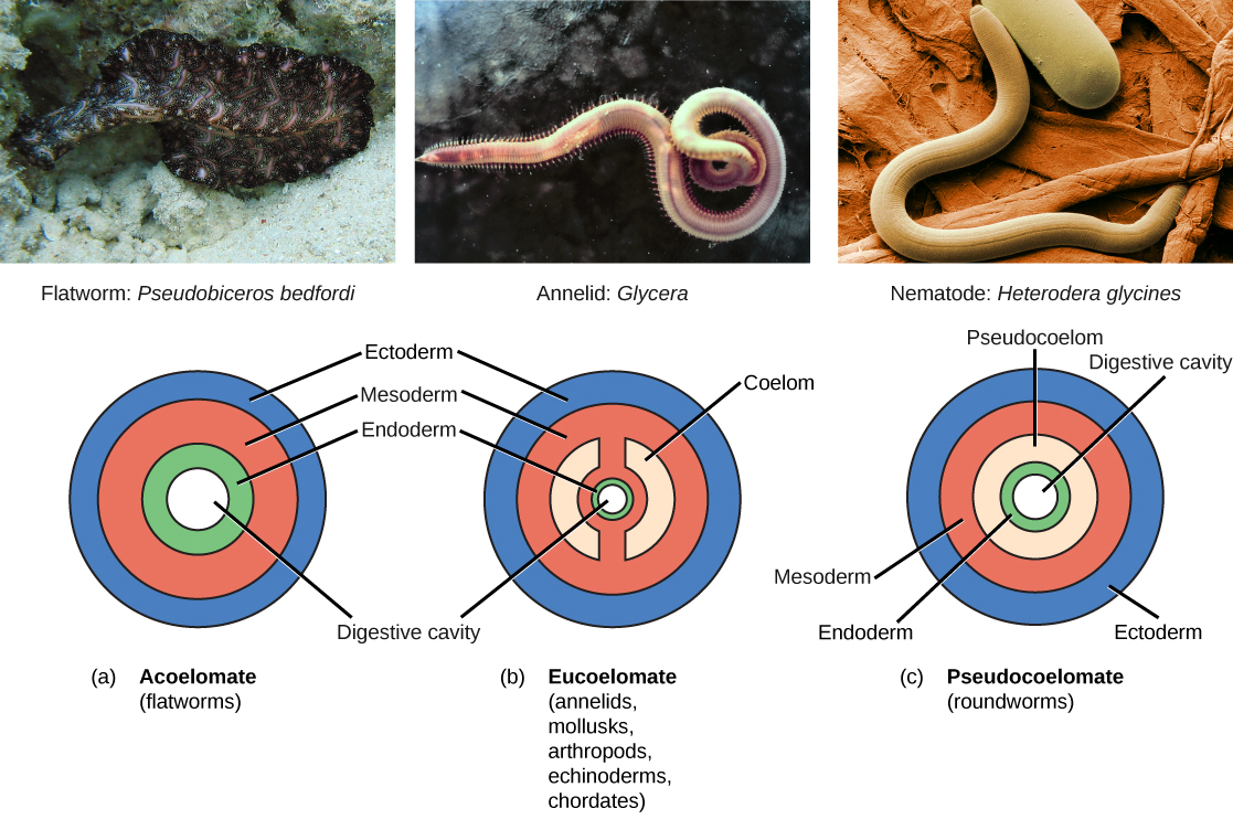 Part a shows the body plan of acoelomates, including flatworms. Acoelomates have a central digestive cavity. Outside this digestive cavity are three tissue layers: an inner endoderm, a central mesoderm, and an outer ectoderm. The photo shows a swimming flatworm, which has the appearance of a frilly black and pink ribbon. Part b shows the body plan of eucoelomates, which include annelids, mollusks, arthropods, echinoderms, and chordates. Eucoelomates have the same tissue layers as acoelomates, but a cavity called a coelom exists within the mesoderm. The coelom is divided into two symmetrical parts that are separated by two spokes of mesoderm. The photo shows a swimming annelid known as a bloodworm. The bloodworm has a tubular body that is tapered at each end. Numerous appendages radiate from either side. Part c shows the body plan of pseudocoelomates, which include roundworms. Like the acoelomates and eucoelomates, the pseudocoelomates have an endoderm, a mesoderm, and an ectoderm. However, in pseudocoelomates, a pseudocoelom separates the endoderm from the mesoderm. The photo shows a roundworm, or nematode, which has a tubular body.